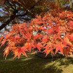 Otoño en Japón. Senderos de la Diamond Route y Alpes Japoneses