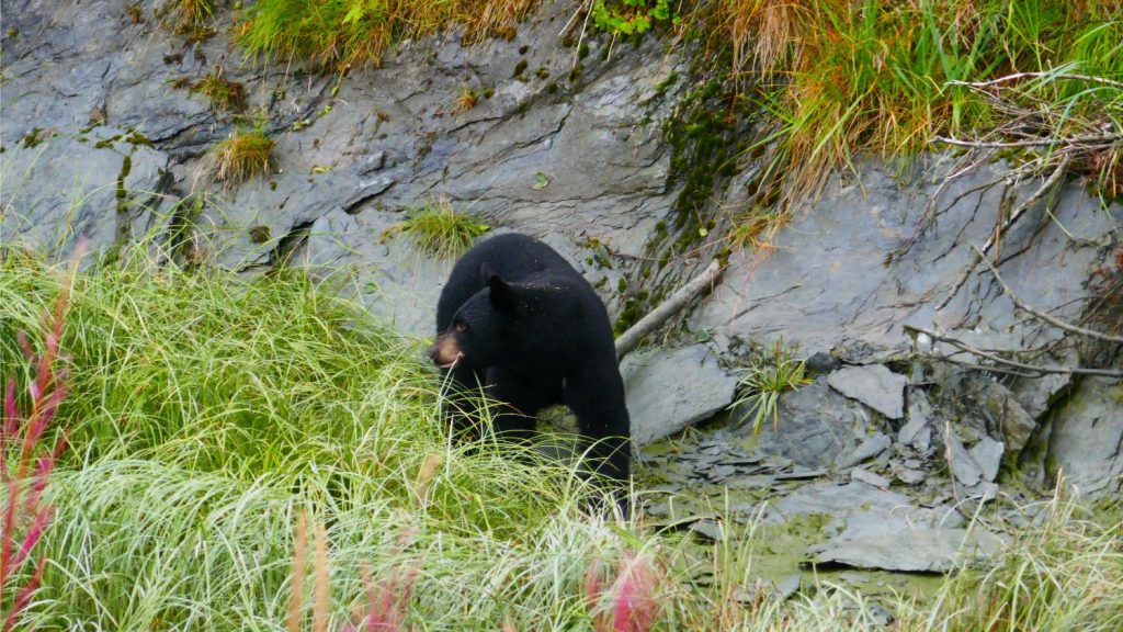 Oso en Alaska