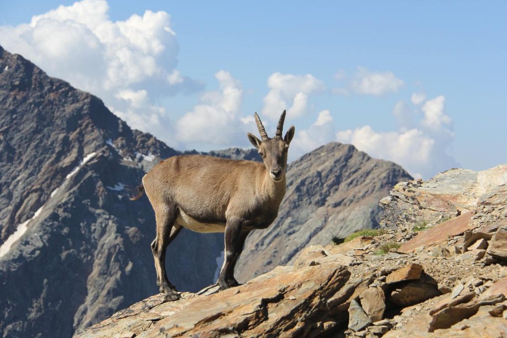 Cabra montesa en los alrededores del Macizo del Mont Blanc