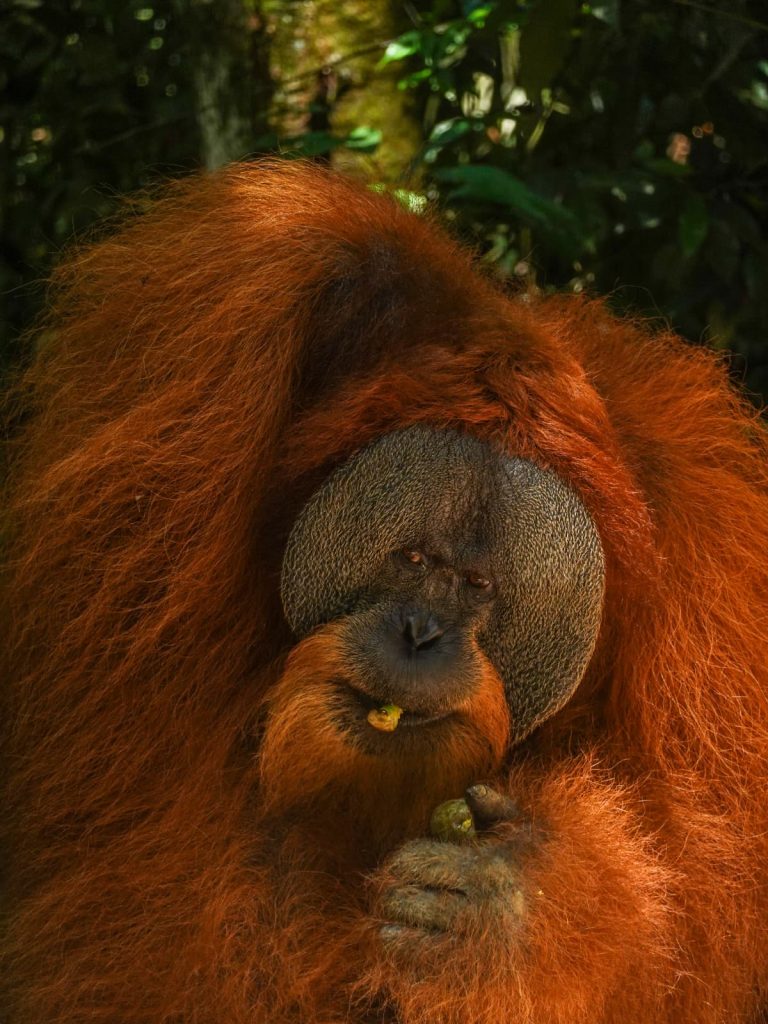 Oranfután en Indonesua