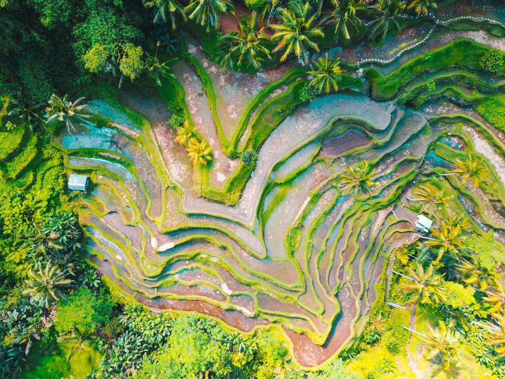 Arrozales en Indonesia