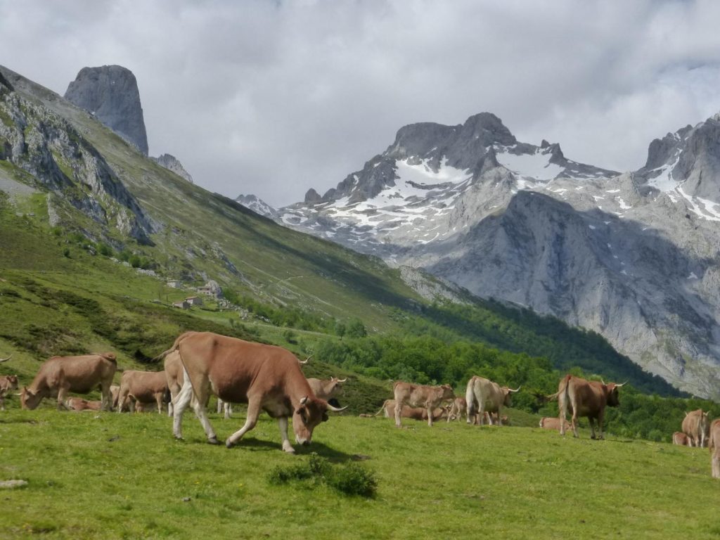 Ambiente de montaña en el Parque Nacional de los Picos de Europa