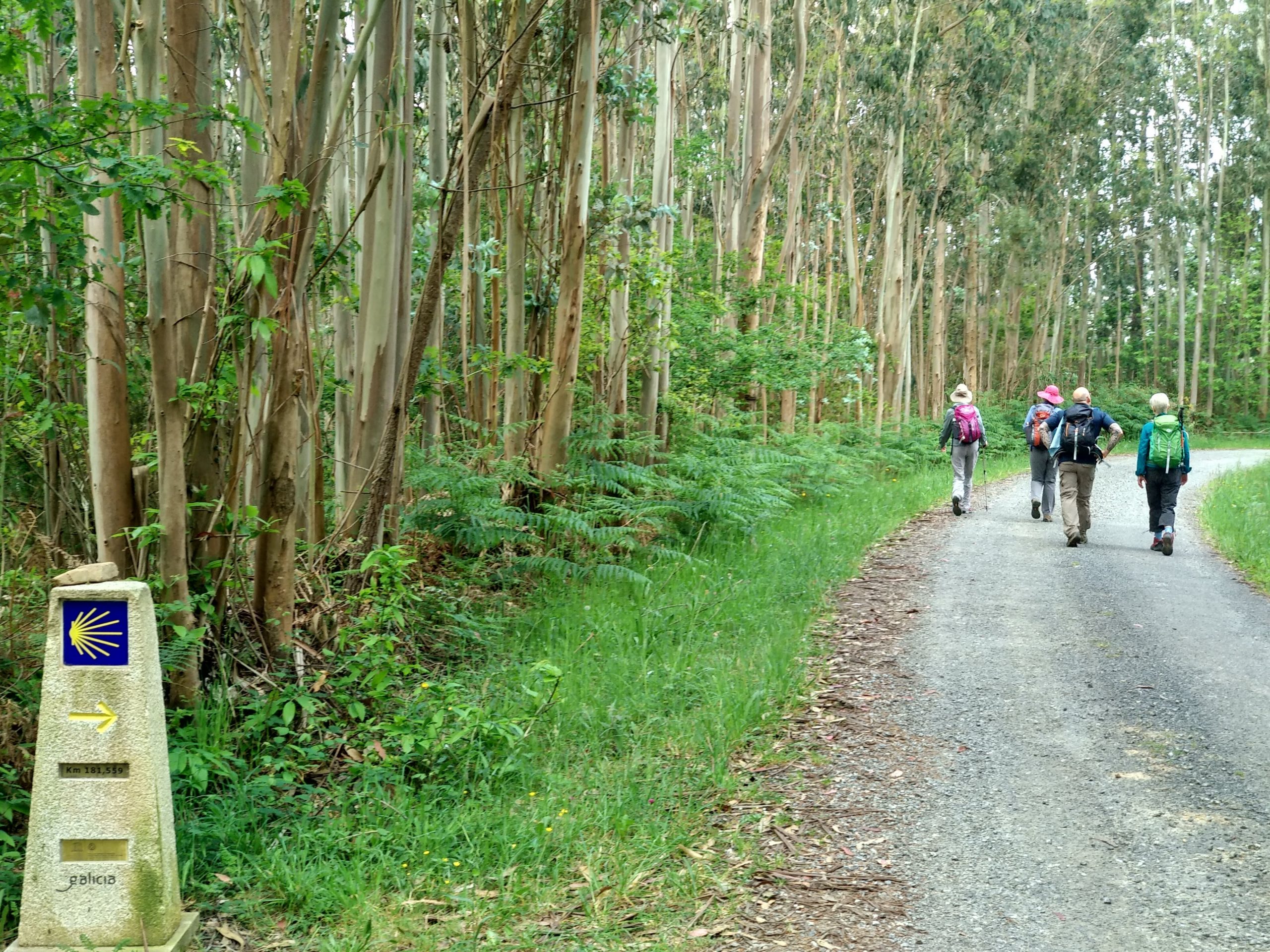 El Camino de Santiago. Camino francés