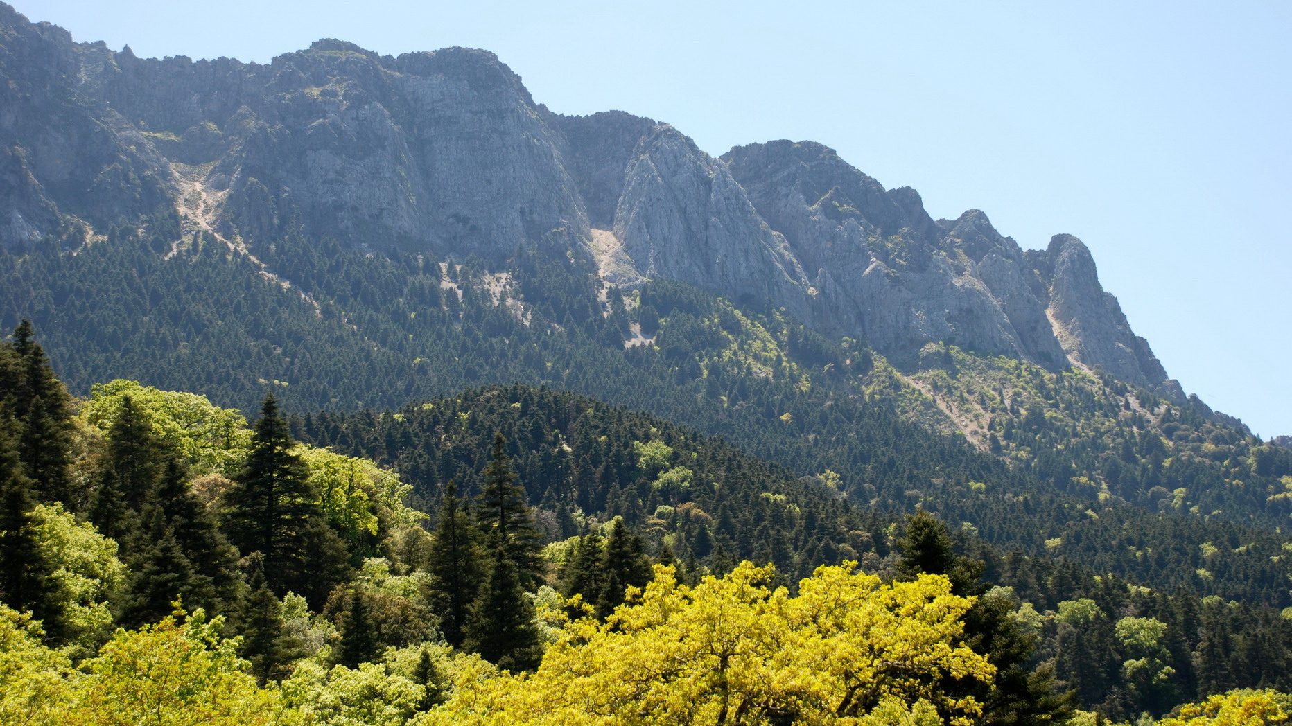 Senderismo en el Pinsapar. Parque Natural de Grazalema. Andalucia