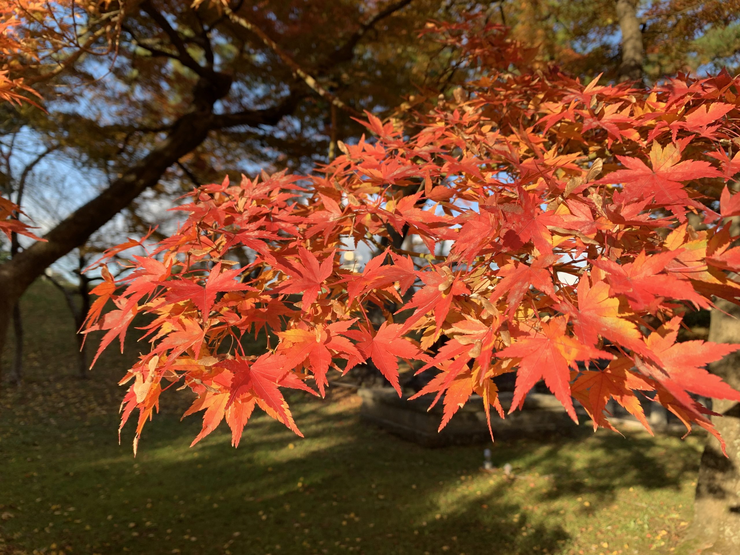 Otoño en Japón. Senderos de la Diamond Route y Alpes Japoneses