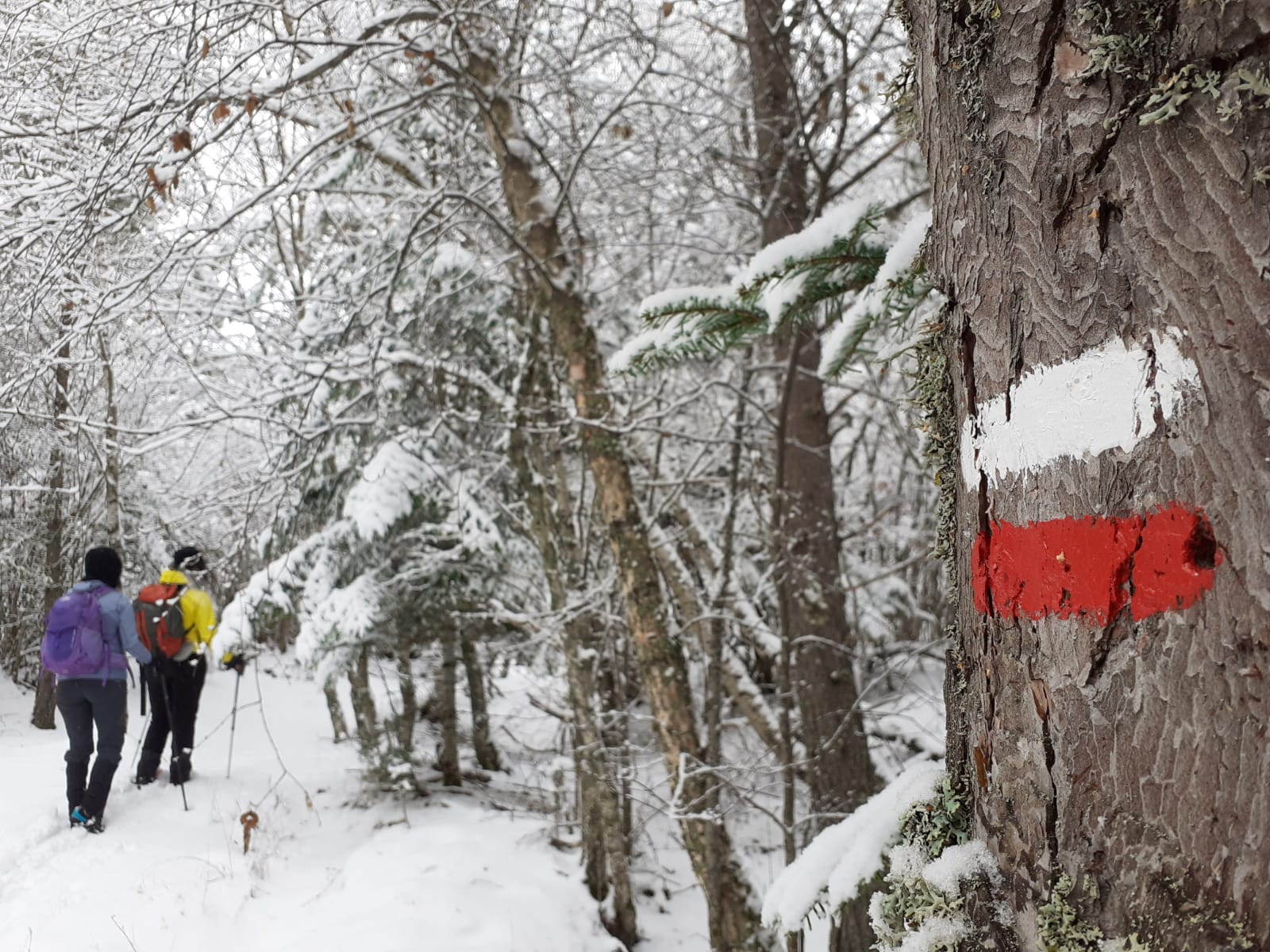 Ascensiones con raquetas de nieve en Tavascán