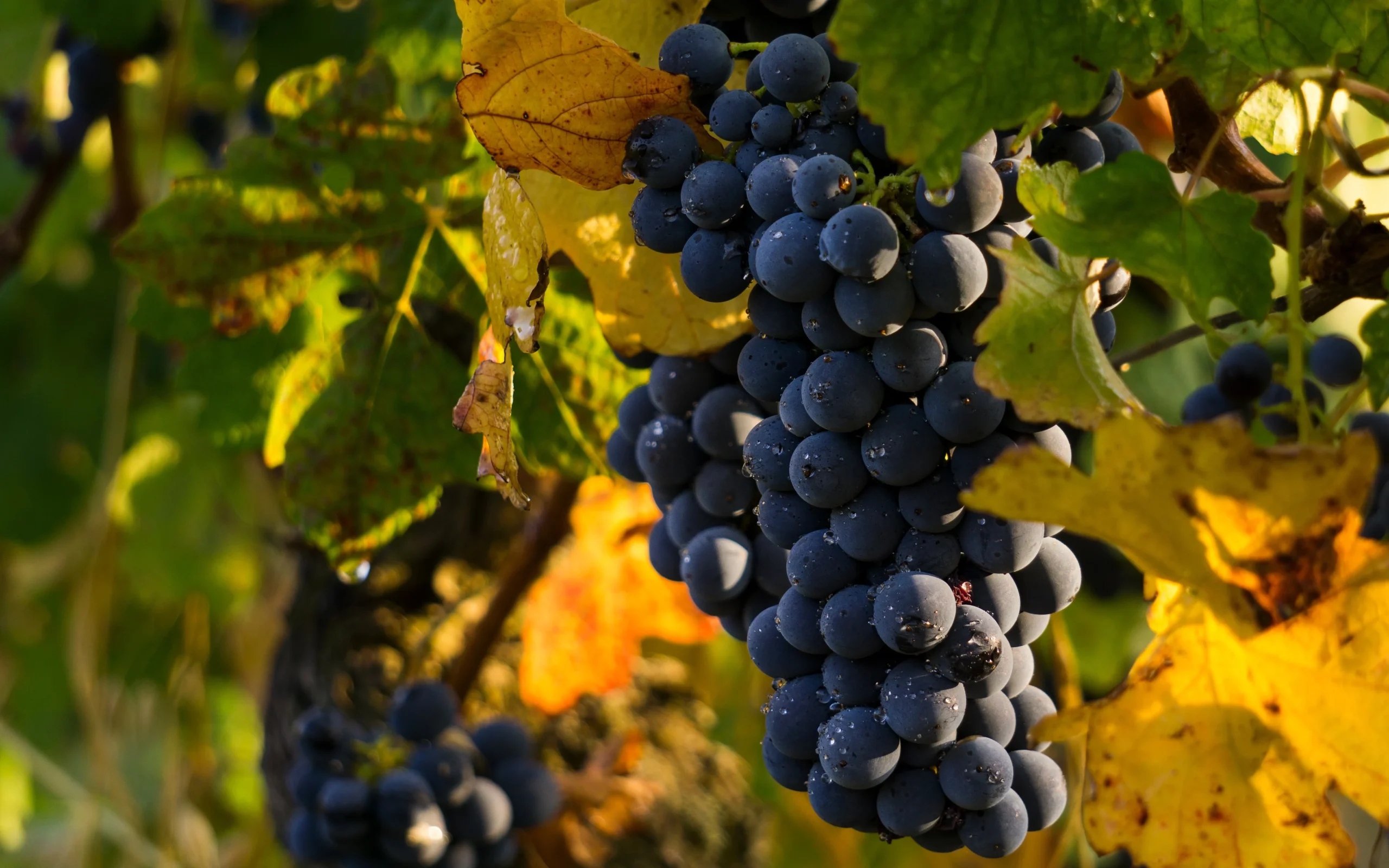 Senderismo en la Rioja Alavesa. Montañas y viñedos