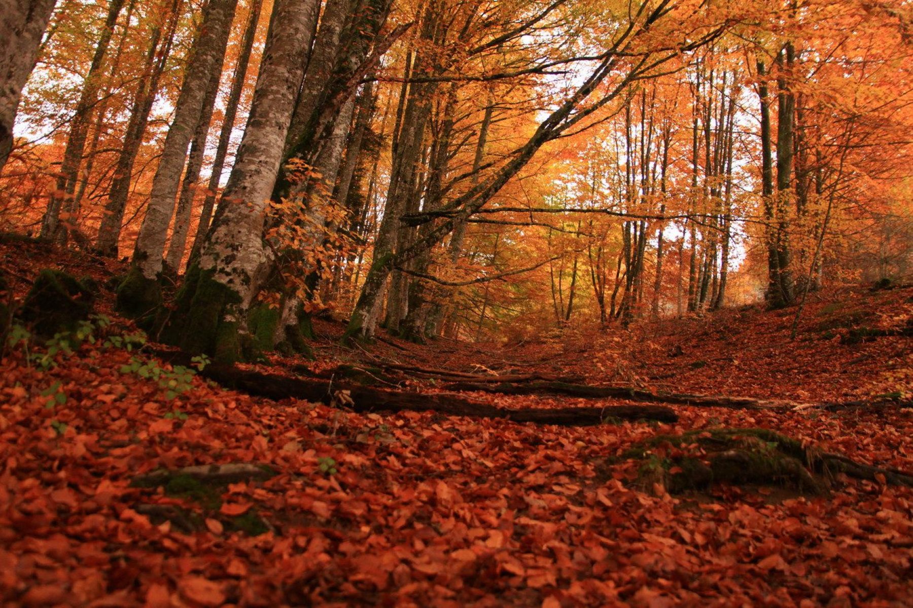 Senderismo en el valle de Irati y Salazar. Paisajes de Otoño