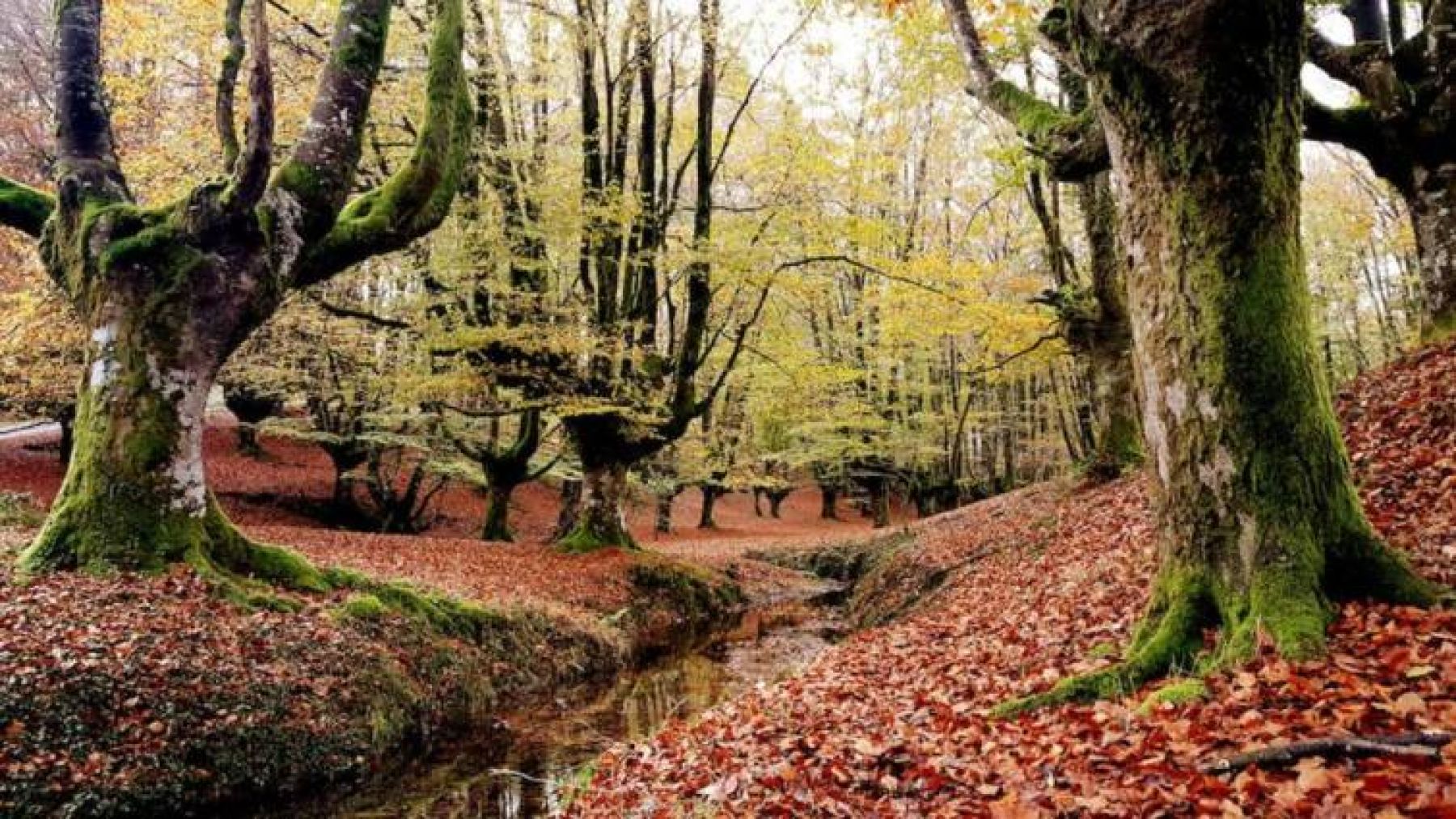Bosques de Álava