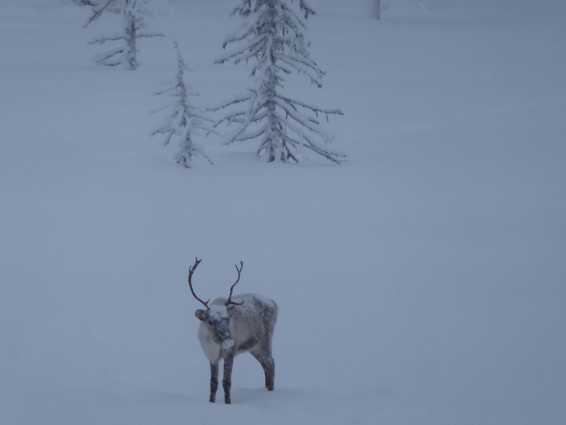 Laponia Finlandesa. Esquí de fondo y auroras boreales. Akaslompolo-Ylläs