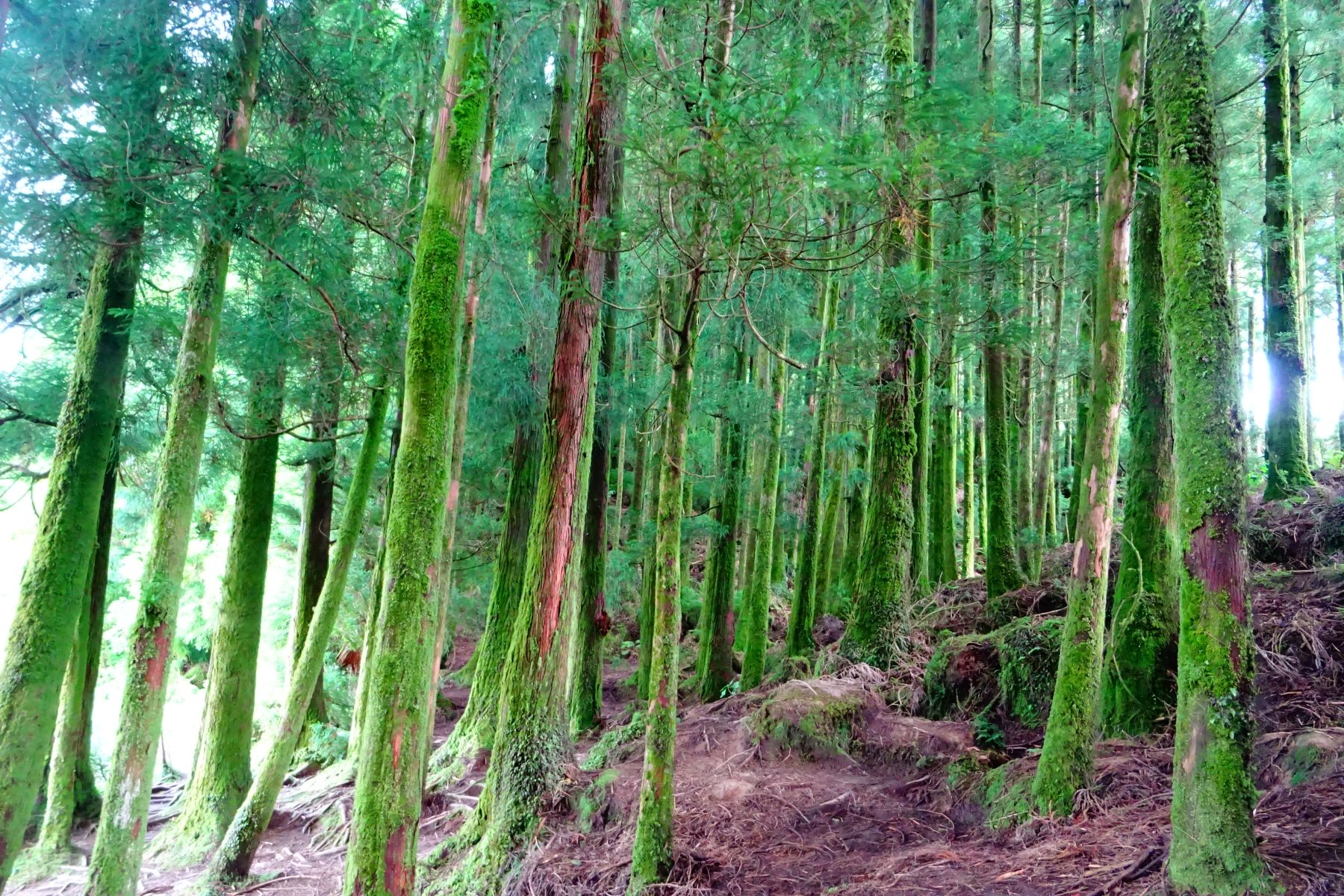 Senderismo en las Azores. Isla de São Miguel