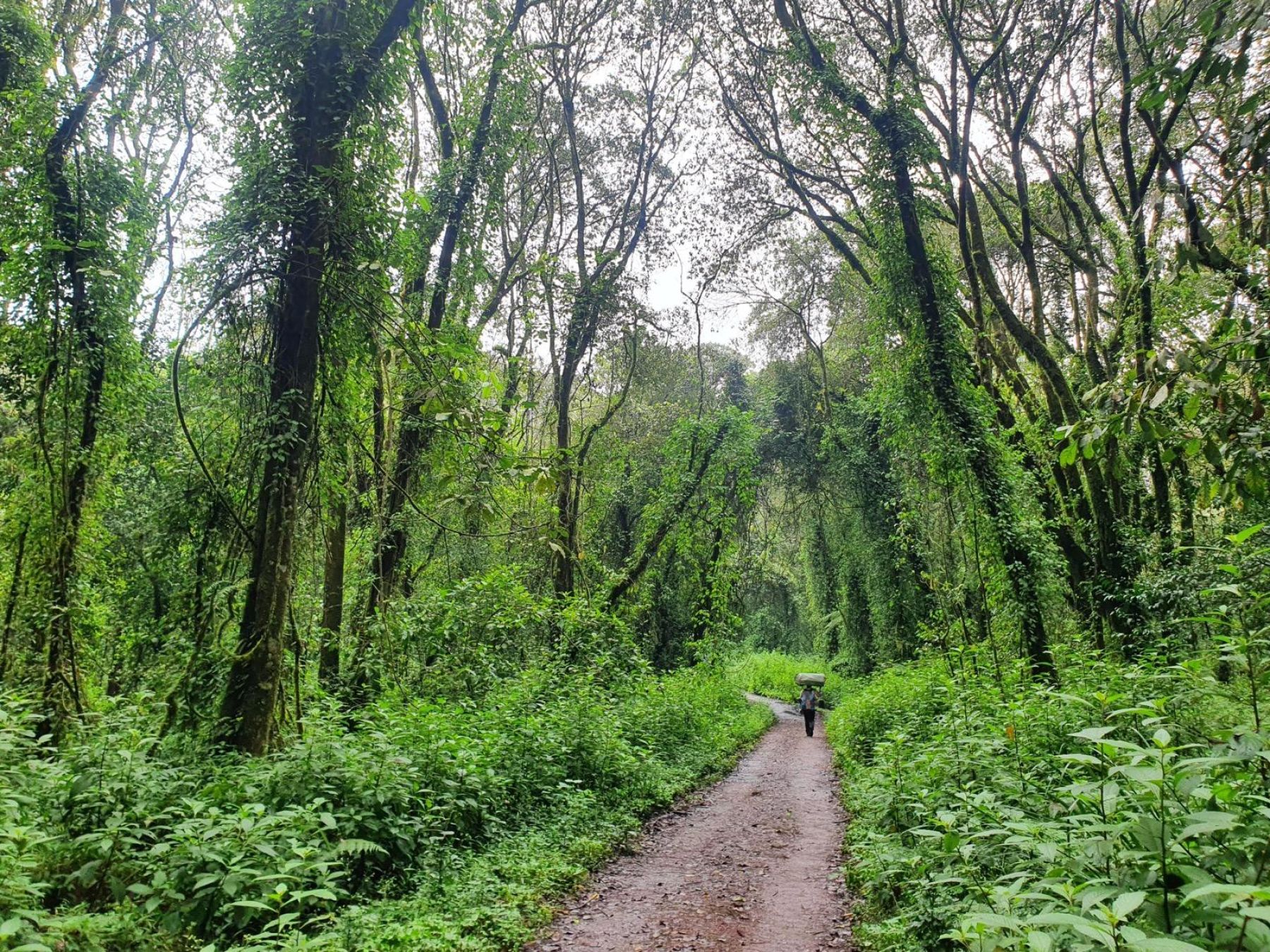 Ascenso al Kilimanjaro. Ruta Machame. Tanzania