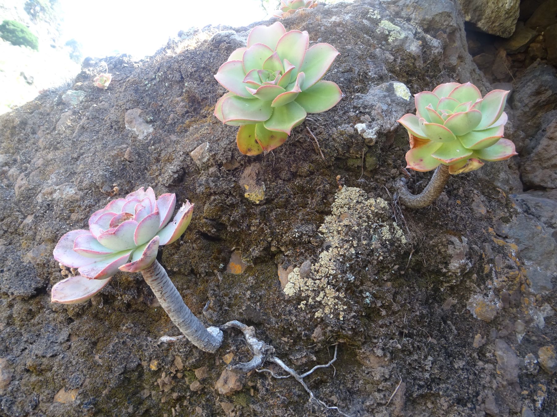 Senderismo en el Hierro. Islas Canarias