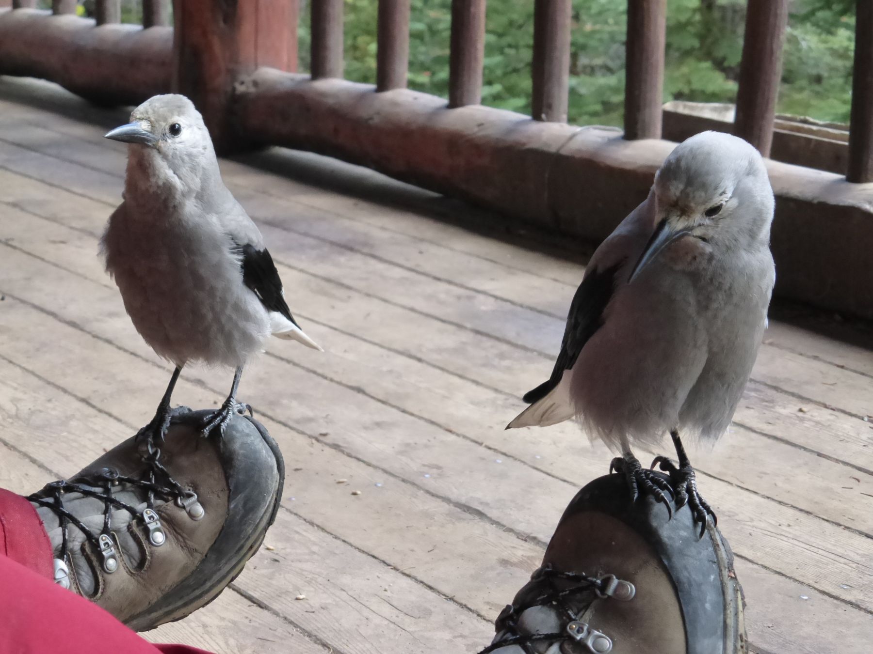 Rocosas canadienses: senderismo y trekking en Banff, Yoho y Jasper