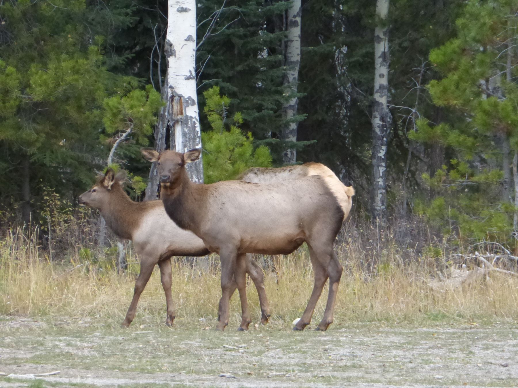 Rocosas canadienses: senderismo y trekking en Banff, Yoho y Jasper