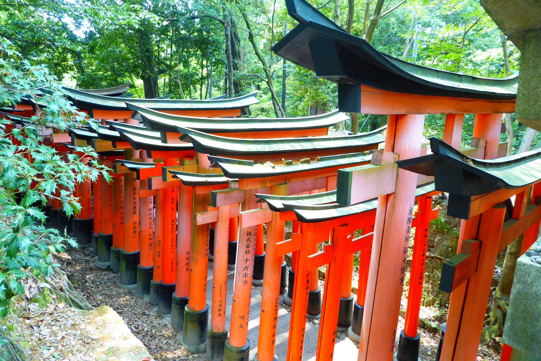 Japón. Camino de Kumano Kôdo. Senderismo y Cultura.