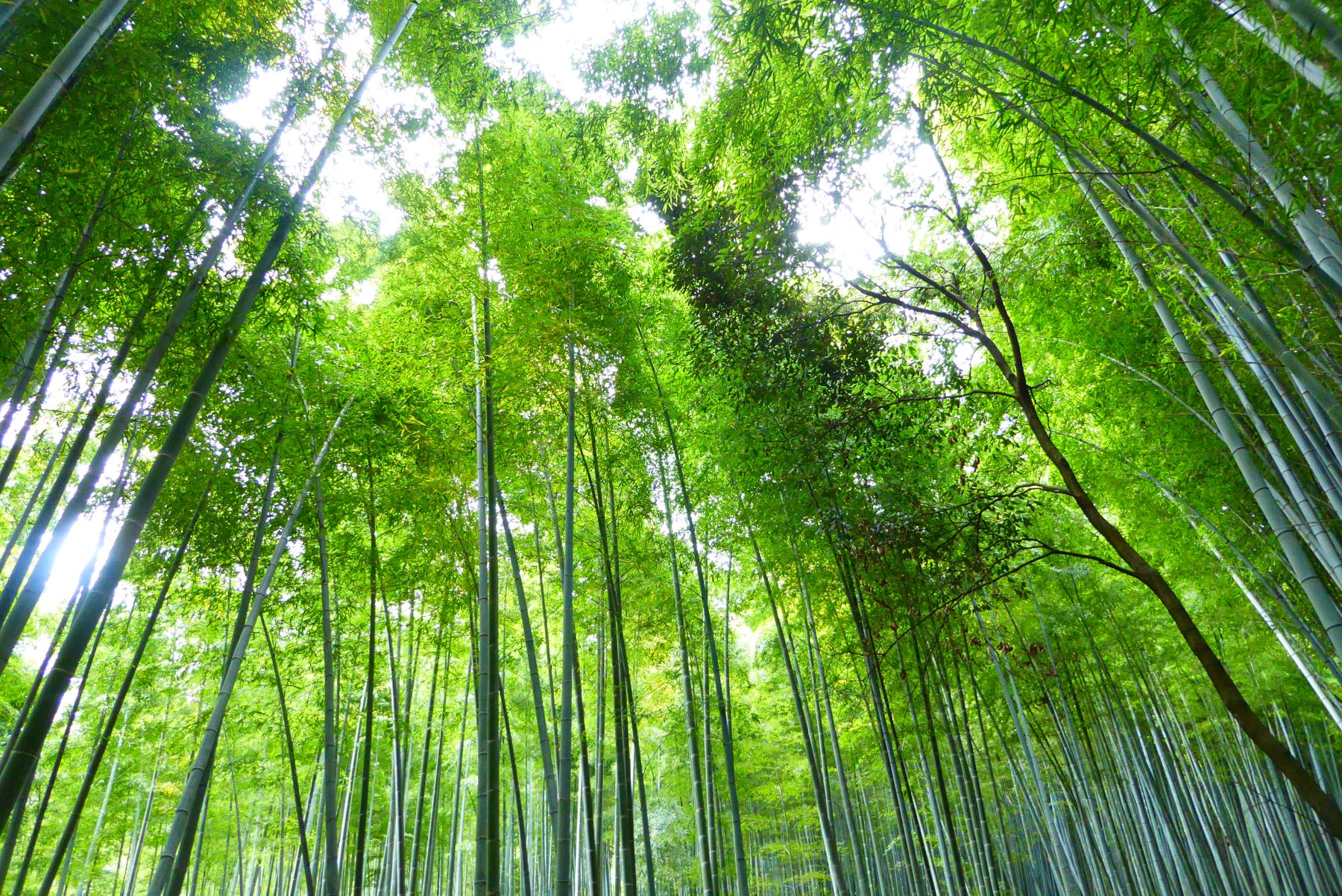 Japón. Camino de Kumano Kôdo. Senderismo y Cultura.