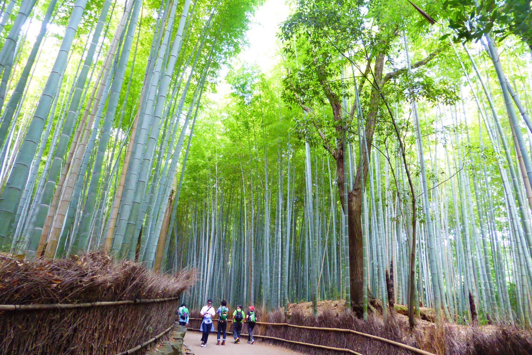 Japón. Camino de Kumano Kôdo. Senderismo y Cultura.