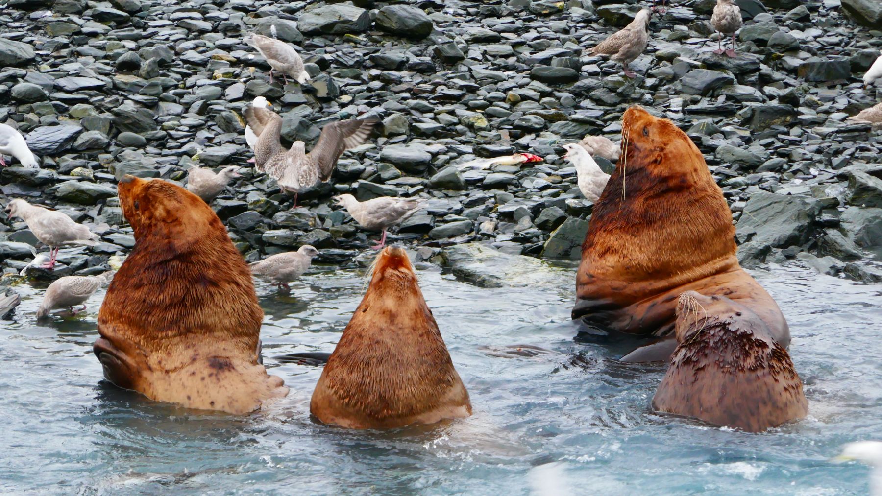 Trekking en Alaska. La ultima frontera