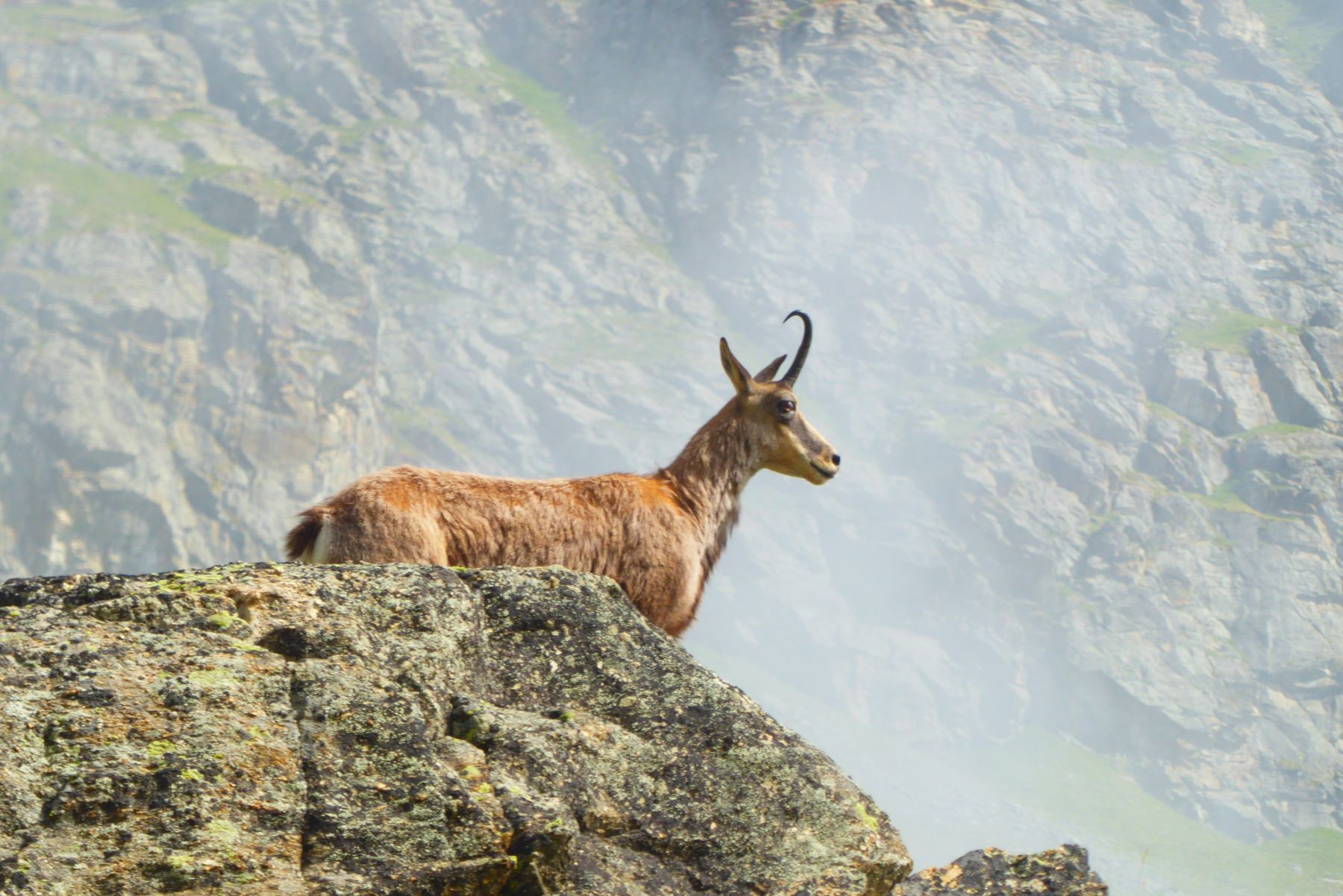 Gran Paradiso. Alta Ruta más ascenso al Gran Paradiso