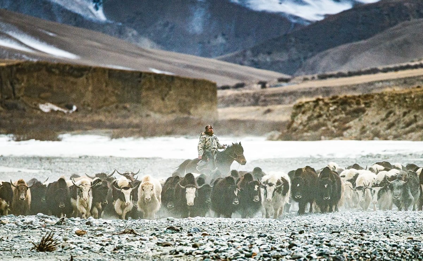 El territorio fantasma. El leopardo de las nieves. Kirguistán