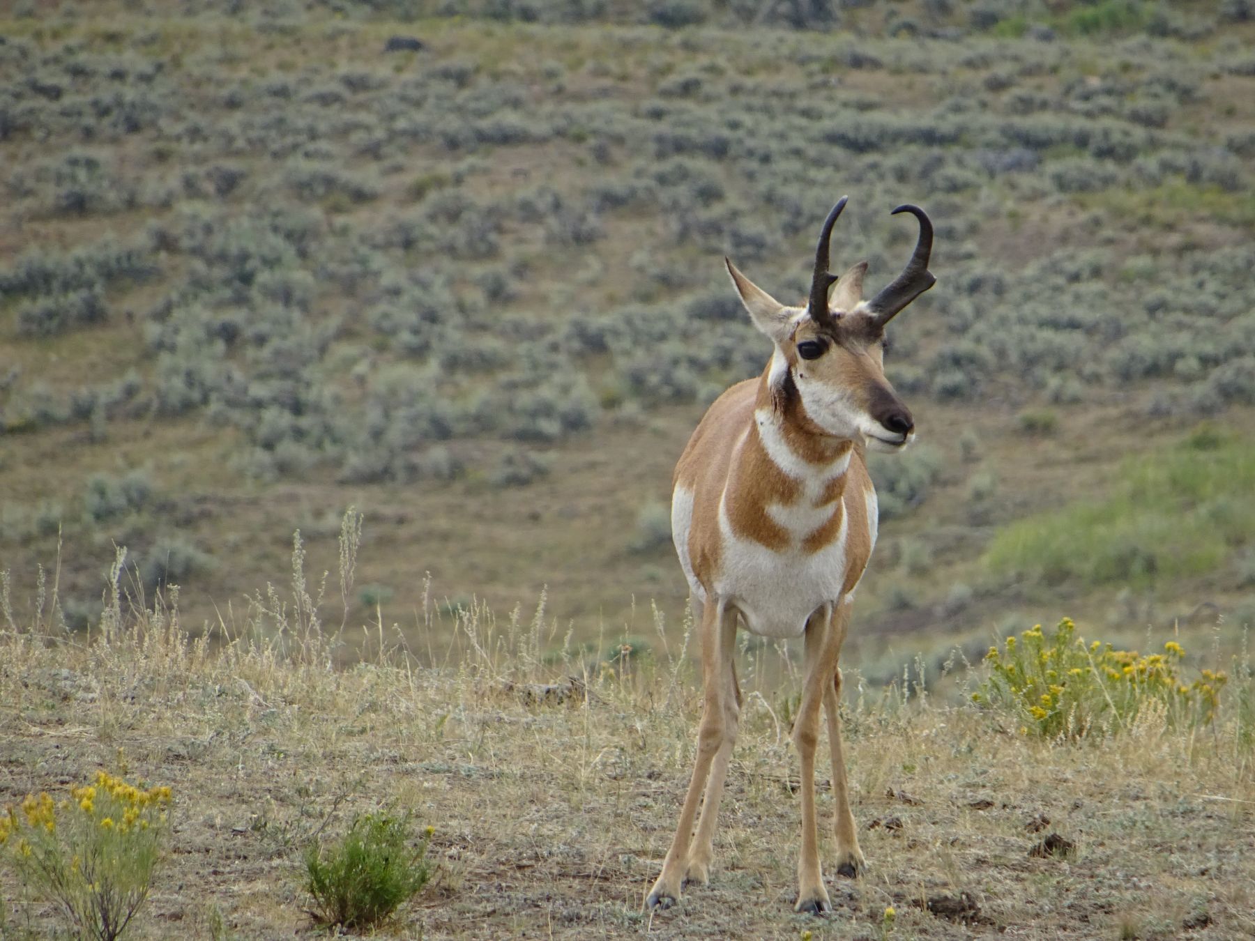 Trekking en los parques nacionales de Yellowstone, Glacier y Grand Teton. EEUU